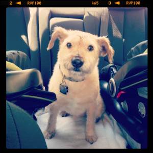 butter dog car new dasd on the block